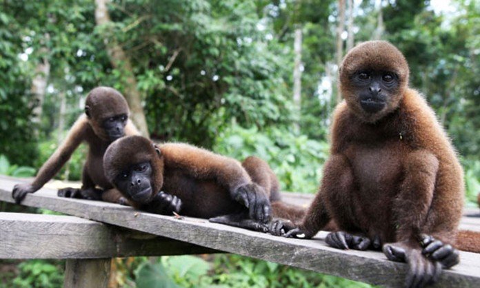 que lugares visitar en iquitos isla de los monos